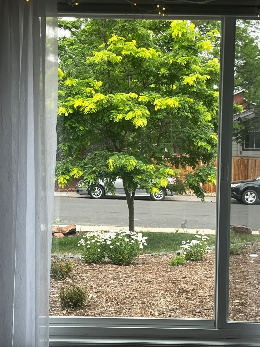 View through a freshly cleaned window from inside a Boulder home, showing a crystal-clear streak-free view of the front yard