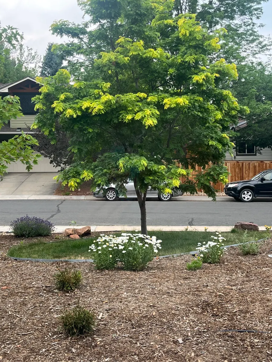 The same front yard viewed from outside the home after window cleaning, showing the matching clear view